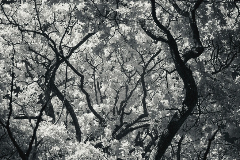 a black and white po of a tree