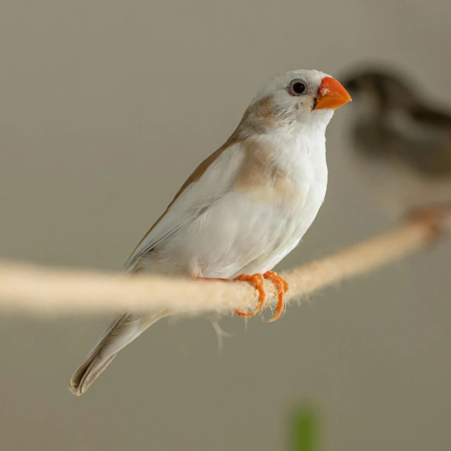 a small white bird with an orange beak sits on a wire