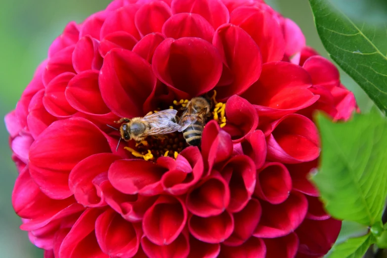 there is a large red flower that has a bee on it