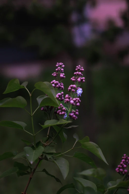 a purple plant with white and blue flowers