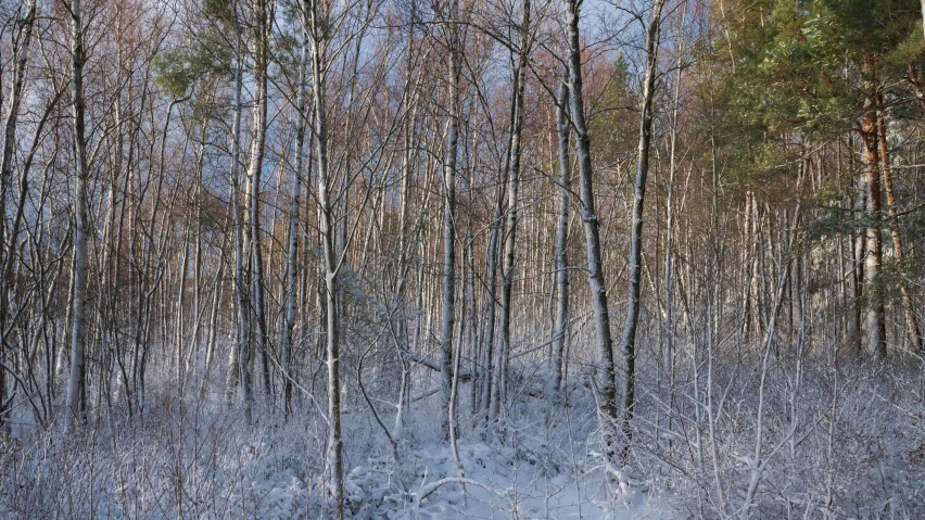 a snowy trail surrounded by trees in the winter