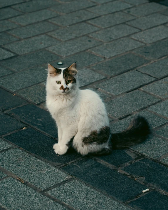 a white cat sitting on top of a brick walk