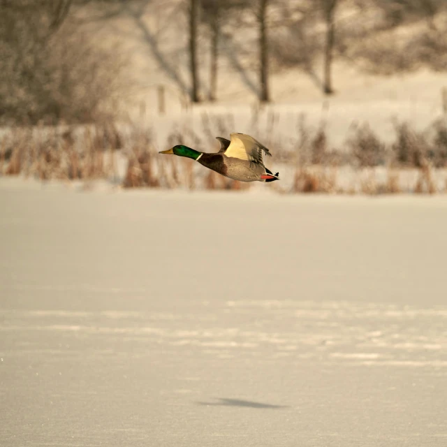 a mallard flies over a snowy field