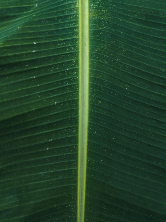 a close up of a very big leaf