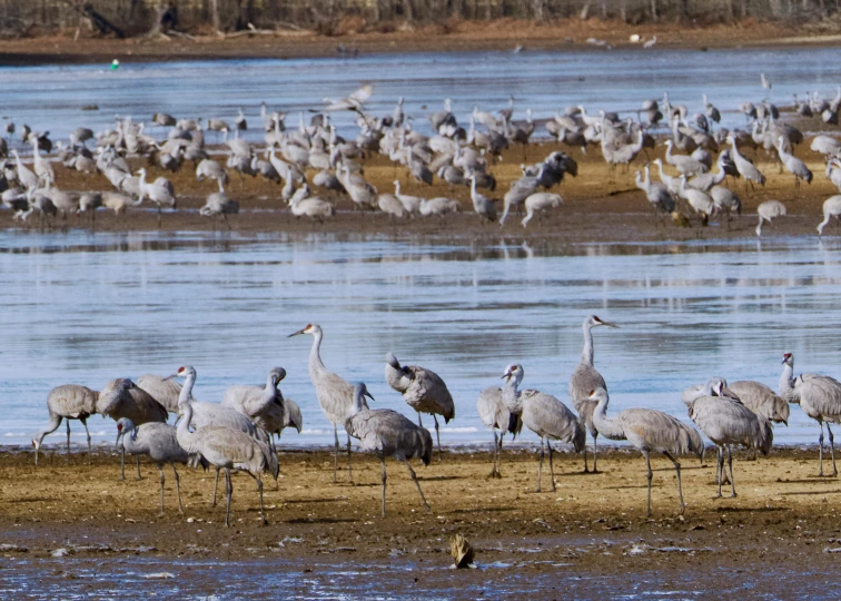 birds at the edge of a pond with lots of other birds