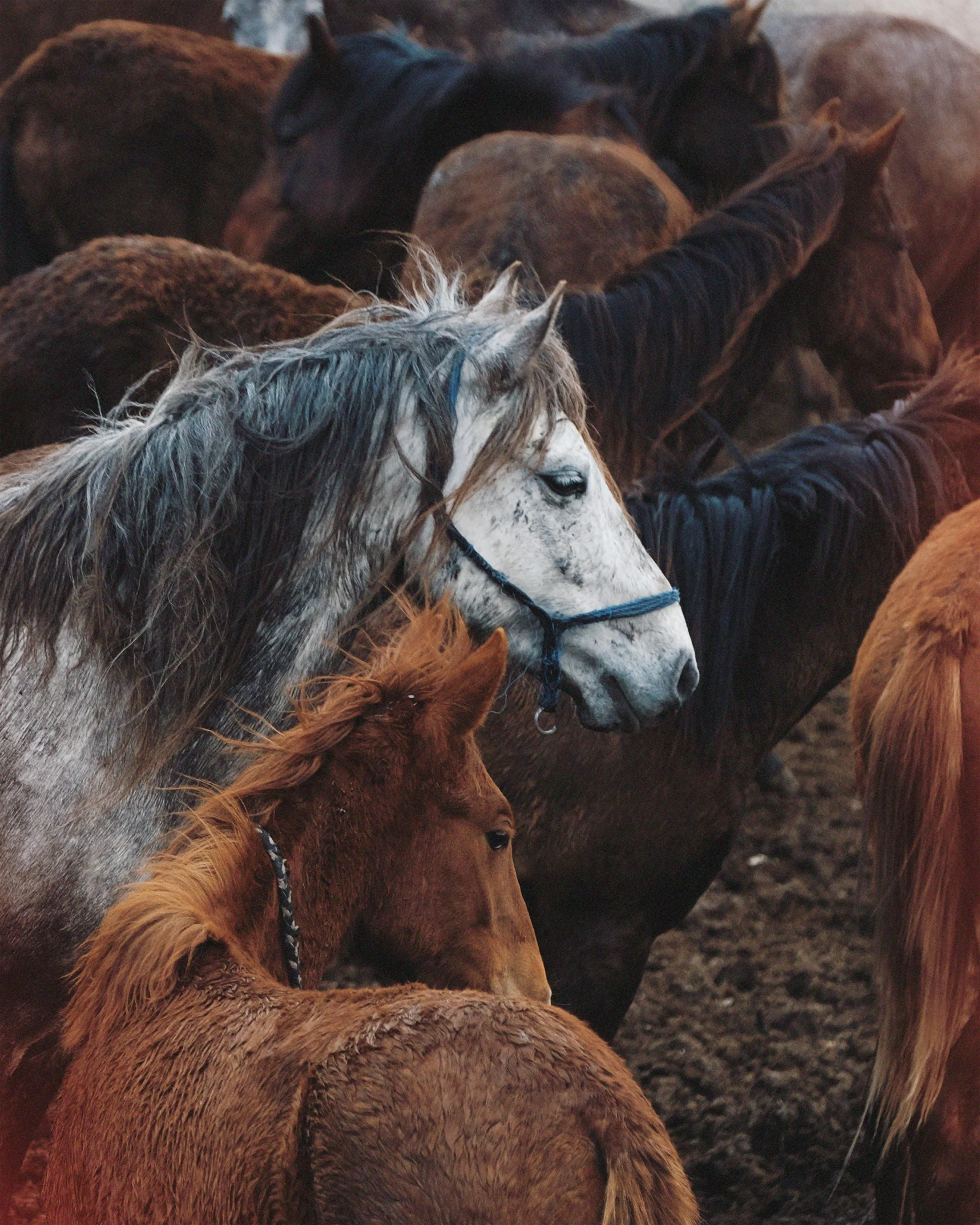 a horse is standing in the midst of a herd of horses