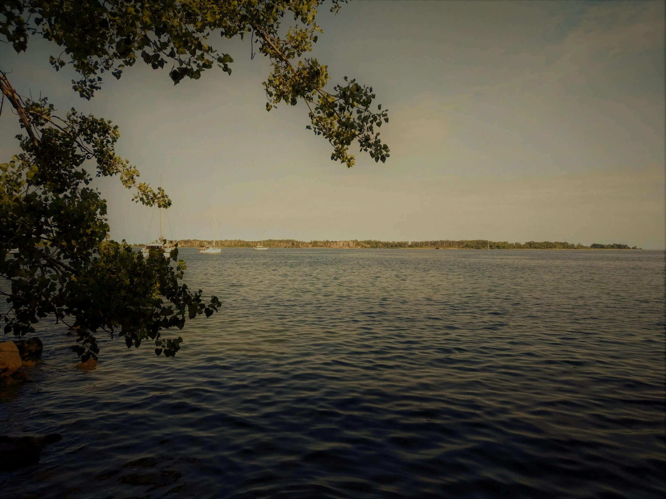 a large body of water surrounded by a lush green forest