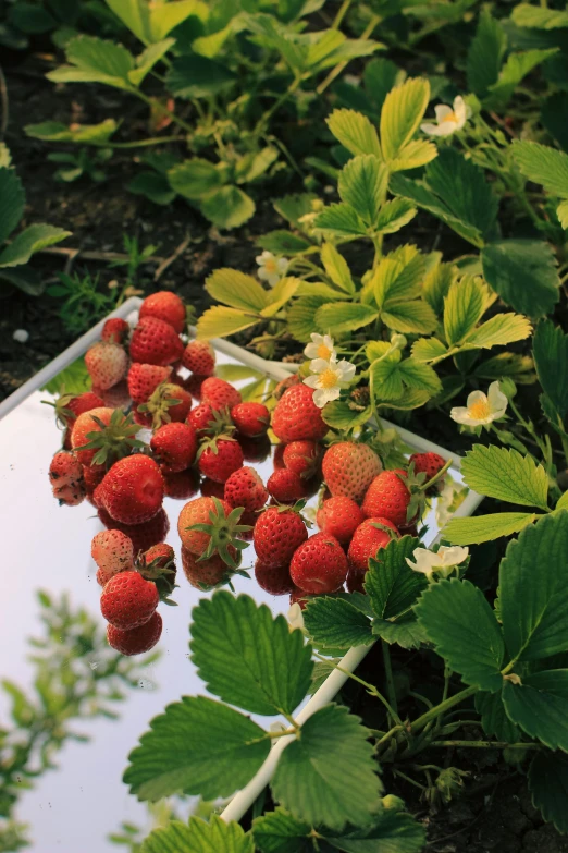 strawberrys are growing on the green plants and on the mirror