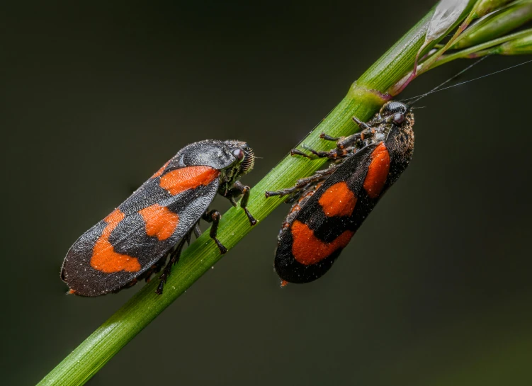 two orange and black bugs sit on a green stick