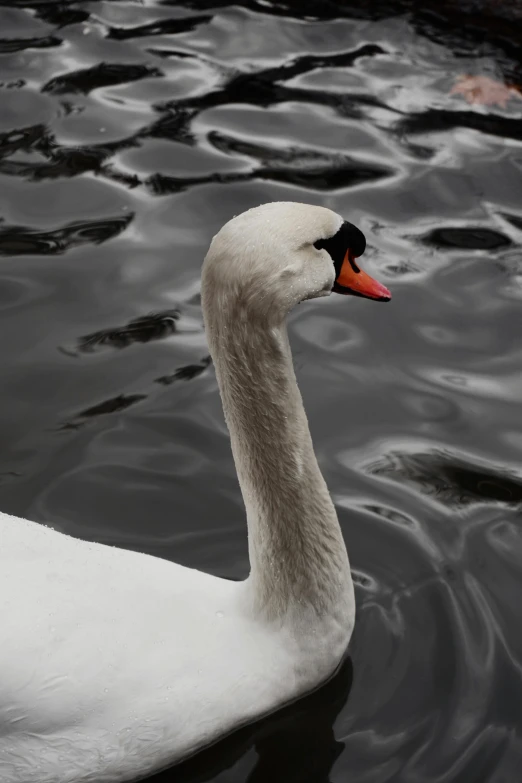 the lone swan is swimming in the water