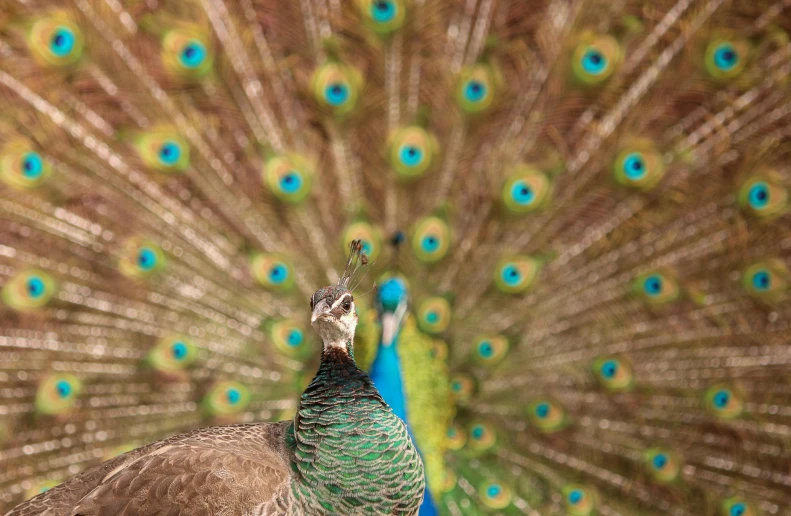 the colorful peacock is displaying it's feathers