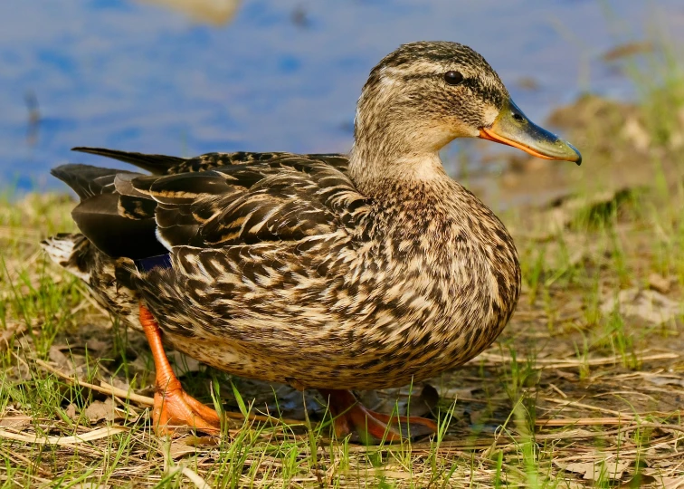 a duck is sitting in some grass by a pond