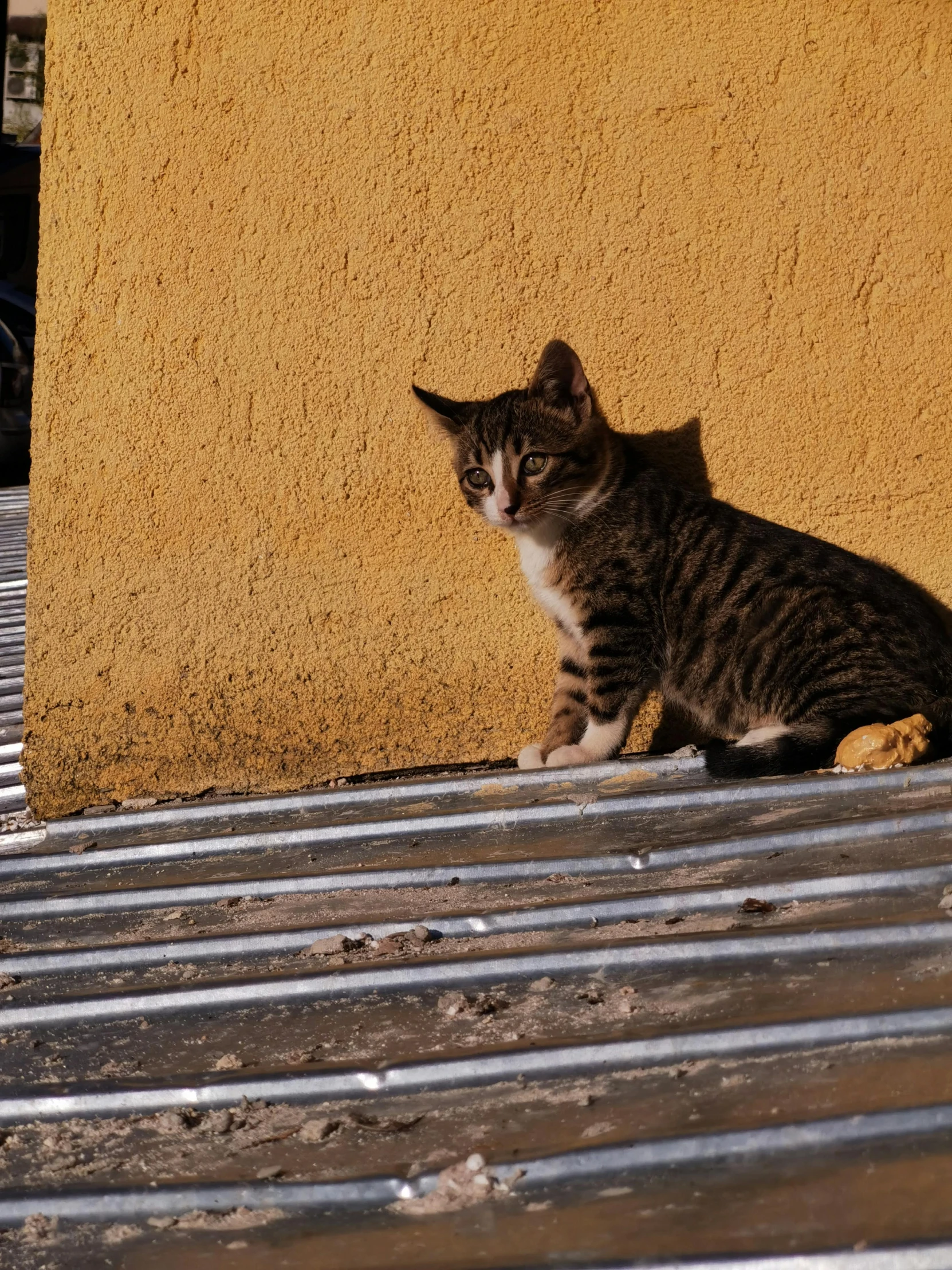 a grey and white striped kitten sitting on a metal bench