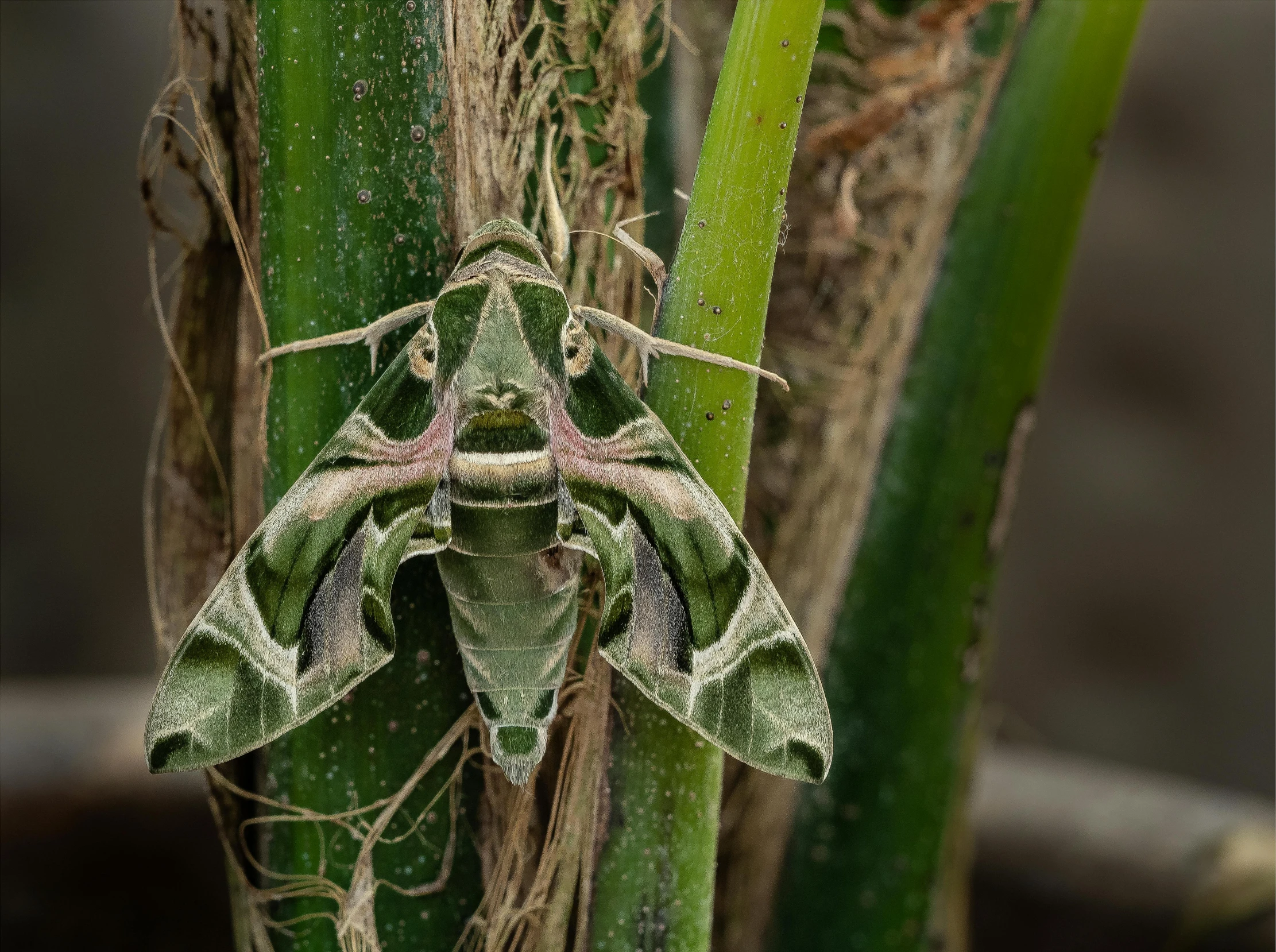 the bug is on top of a plant