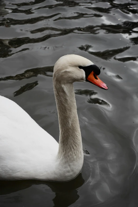 a close up of a white and black bird swimming on water