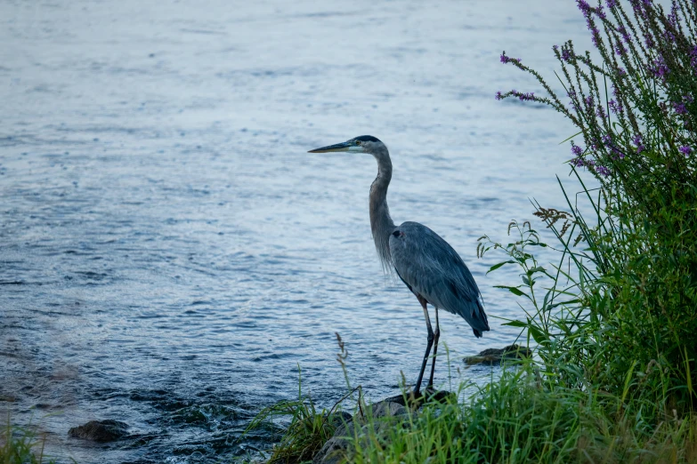 an image of a bird in the water