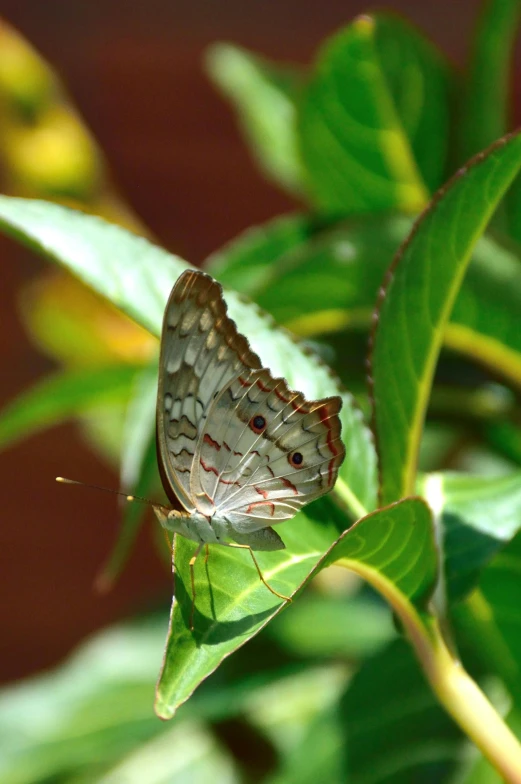 a large erfly sitting on a green leaf