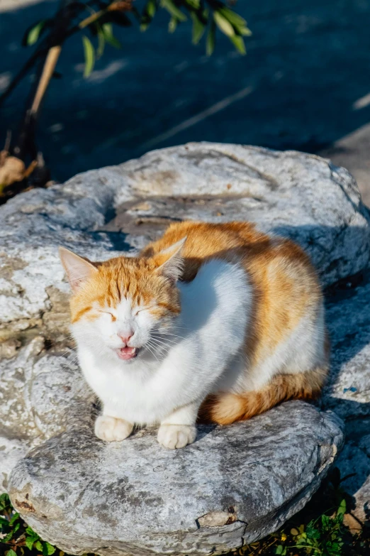 a cat is sitting on a rock, with it's mouth wide open