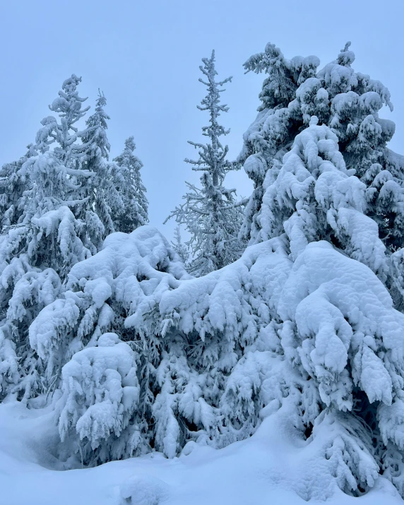 the snow is covered with trees on a gloomy day