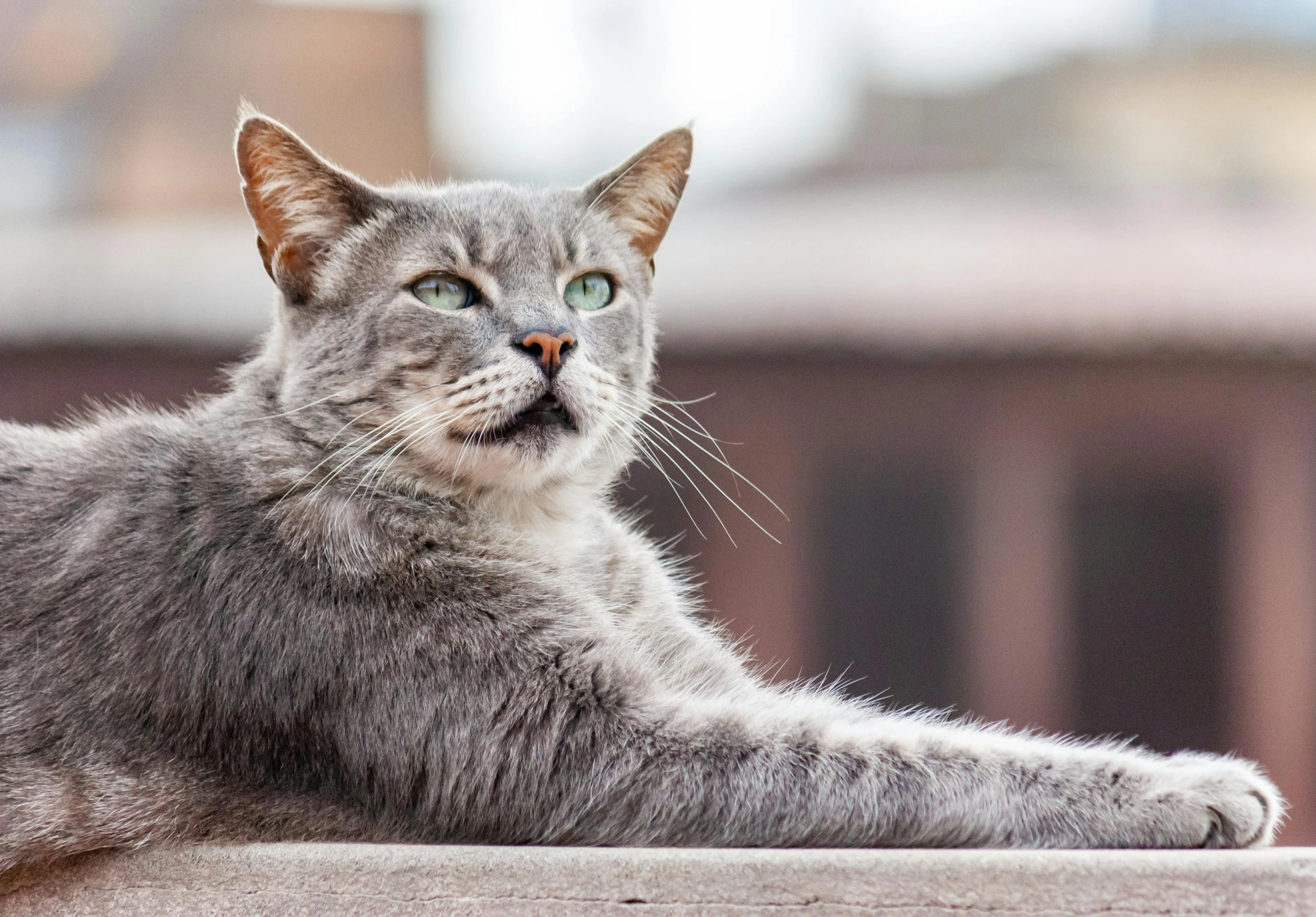 a close up of a cat laying on top of a table