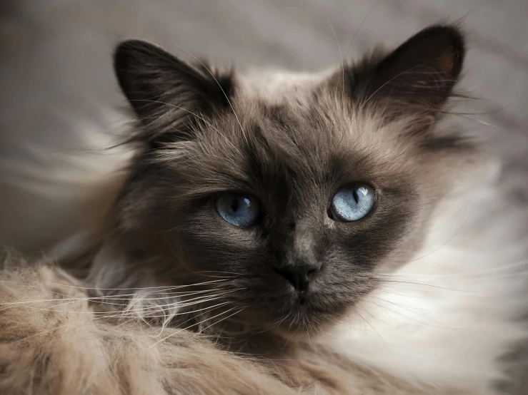 a very cute cat laying on top of a couch