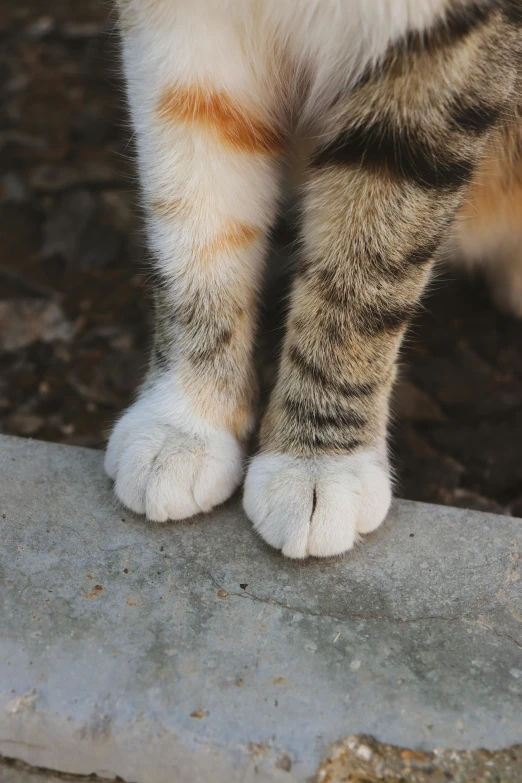 an animal with claws and one paw extended and two claws showing
