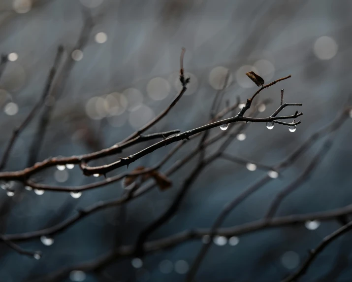 drops of water hanging off the leaves of a nch