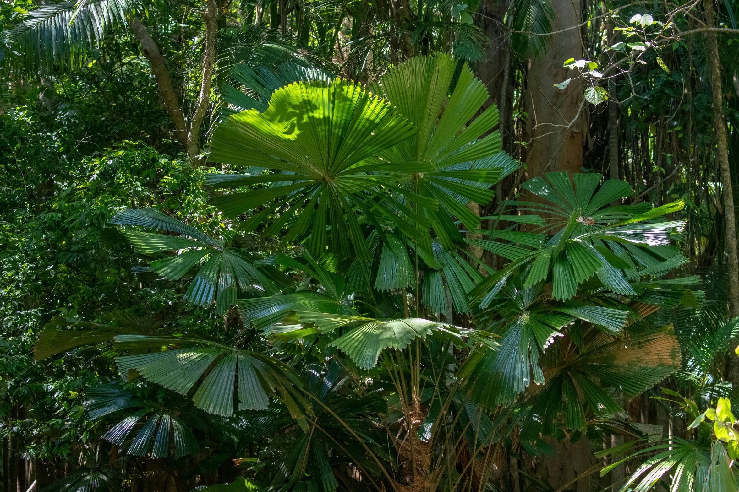 there is a lot of greenery in the forest