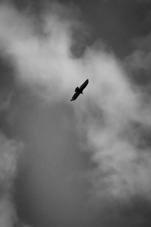 black and white pograph of an eagle flying