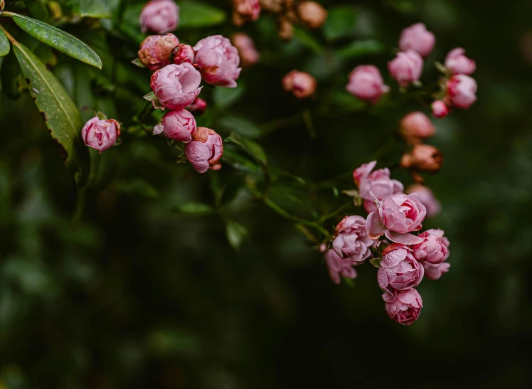 small pink flowers are blooming on the green tree