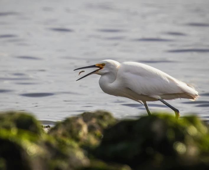 a white bird with an open beak eating grass in front of the water