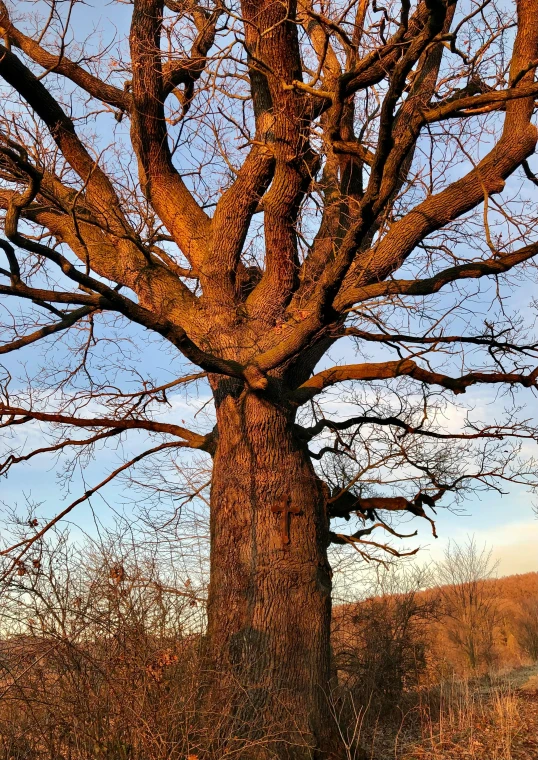 this is an image of a very large tree