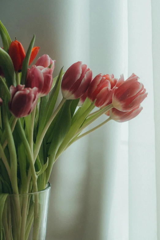 red tulips in a vase on top of a table