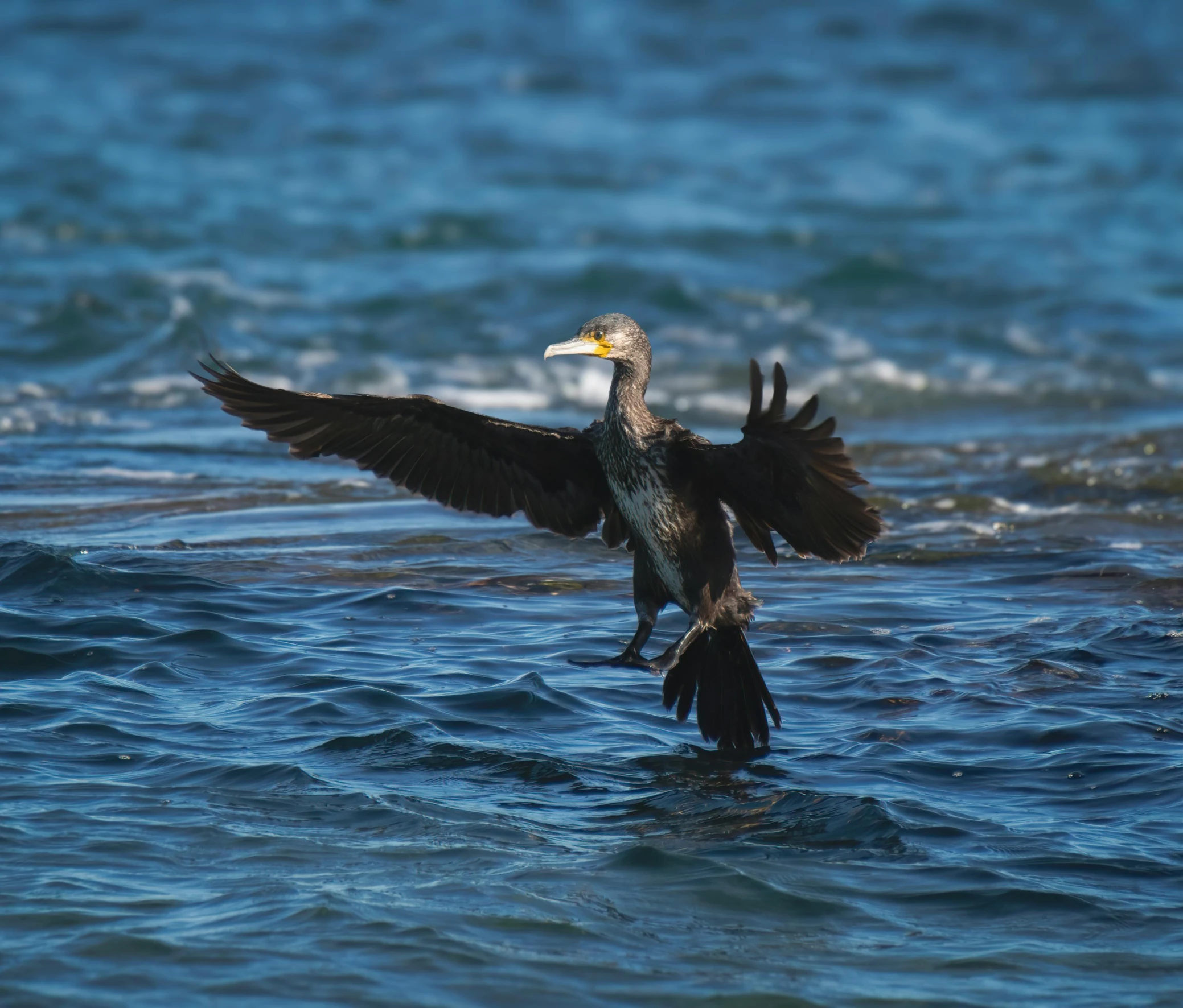 a bird with its wings open standing in water