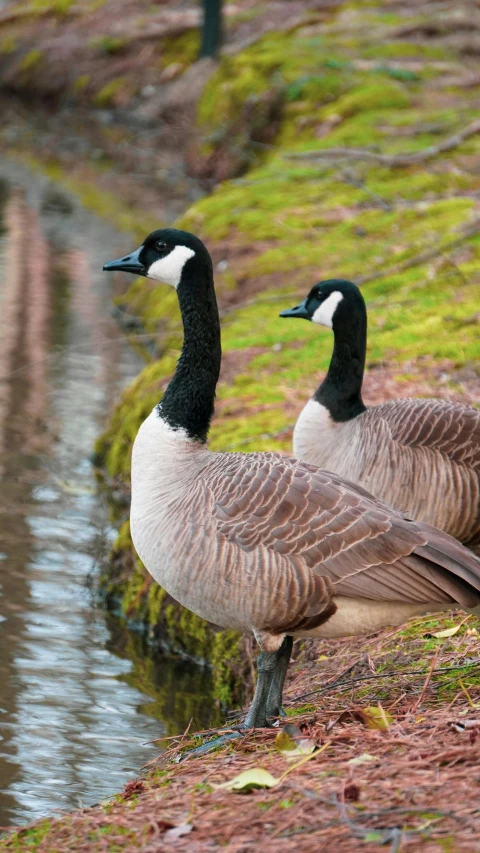 two geese are looking out at water near the ground