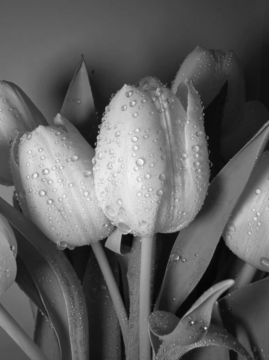 some water drops are floating off of white tulips