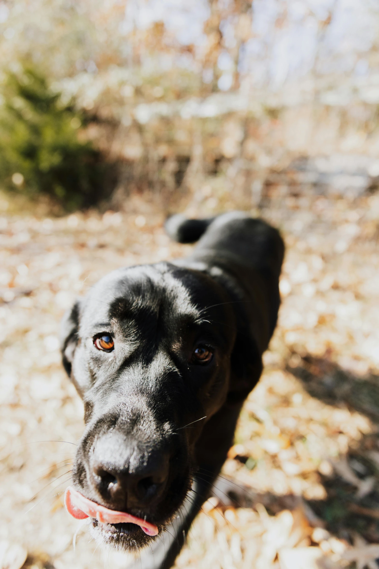 a close up of a dog with its face near the ground