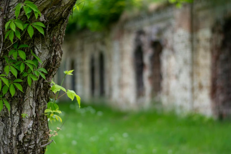 a large leafy tree with a green stalk in it