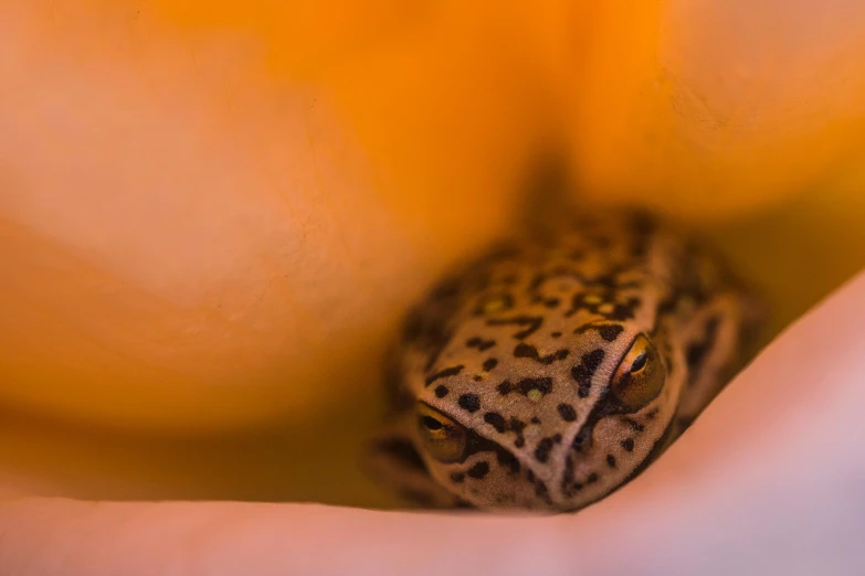 a little frog sits on the bottom edge of a banana