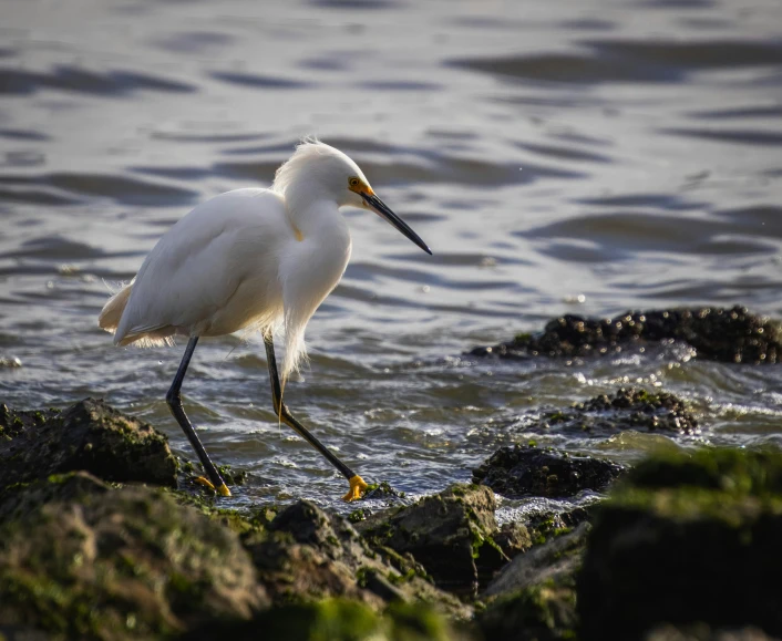 a white bird is standing on the rocks in the water