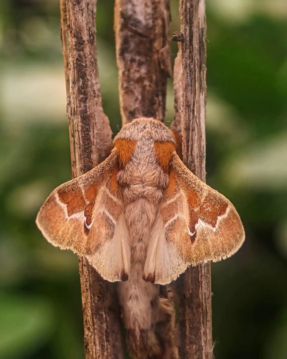 a moth that is on top of a tree