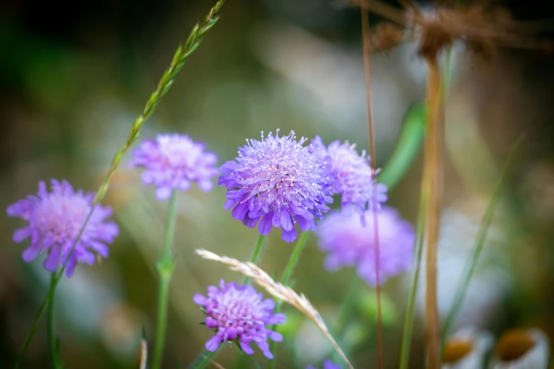 a small group of purple flowers in a field