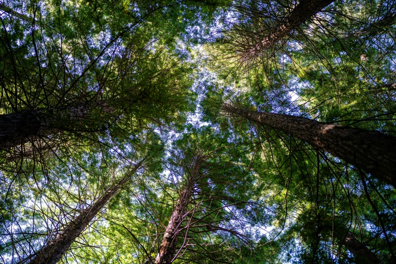 some tall trees in a green forest with lots of leaves