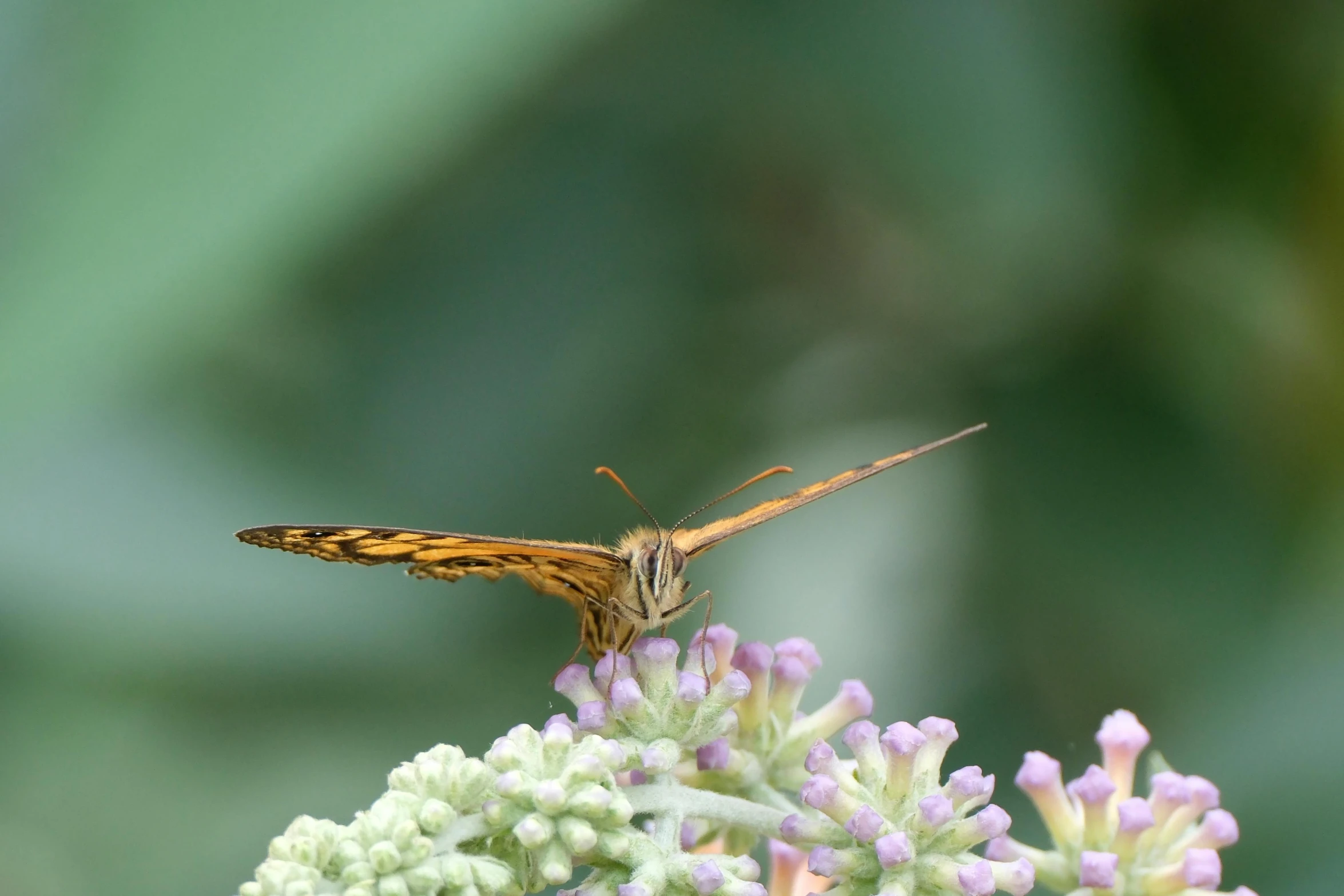 an orange and black erfly sitting on a pink flower