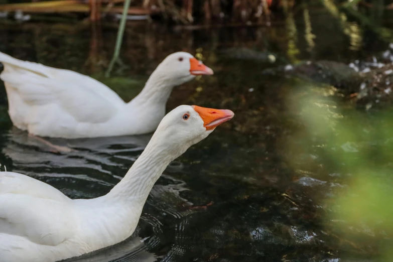 two white ducks swim in the water