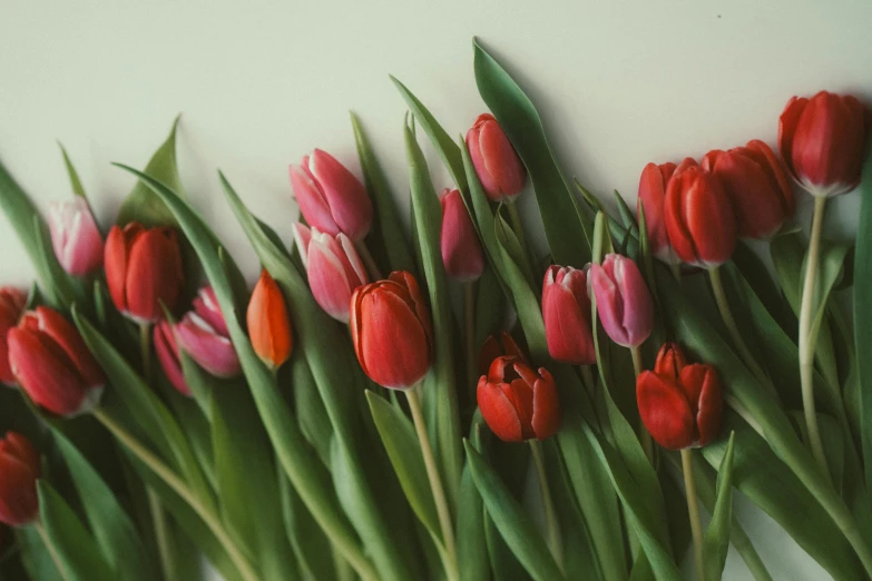 some red and pink tulips on a white table