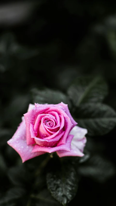 a pink rose with leaves all around it