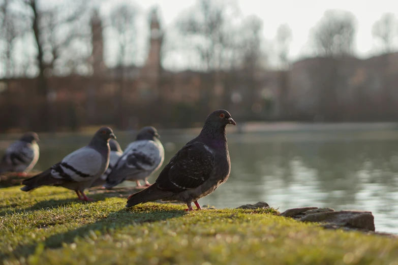 a flock of birds stand on grass near water