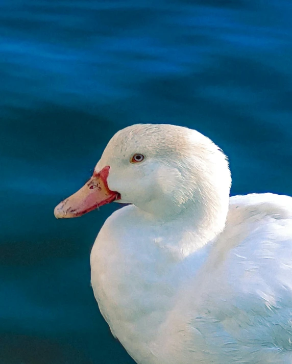 a white duck floating on top of blue water