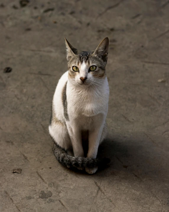 the cat sits on the ground with eyes wide open